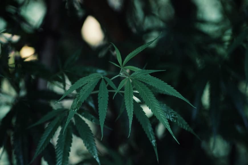 saiba como parar de fumar maconha